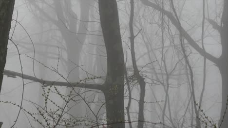 Virginia-Neblige-Neblige-Waldpfanne