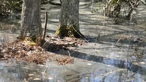 Virginia-Bäume-Erheben-Sich-Aus-Sumpfigem-Wasser