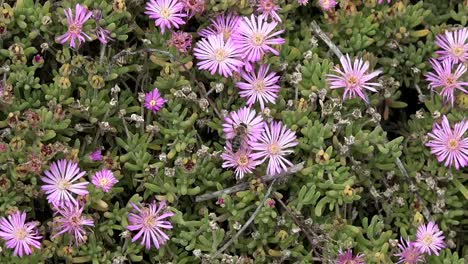 Chile-Bee-On-Pink-Flowers-Zoom-In