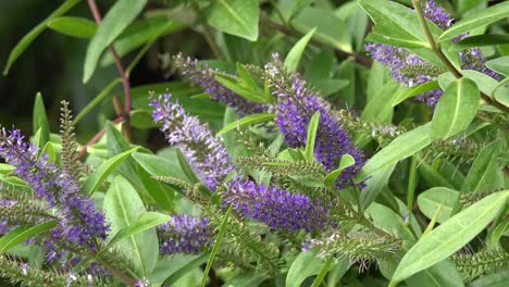 Chile-Insects-And-Flowers