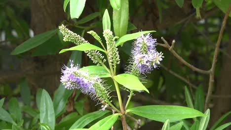 La-flor-de-lavanda-de-Chile-se-acerca