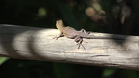 Chile-Eidechse-Läuft