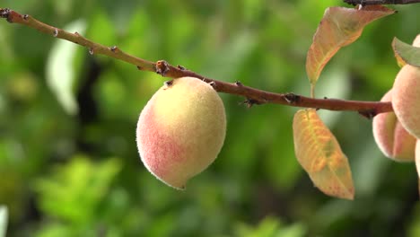 Chile-Peach-On-A-Twig