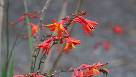 Chile-Rojo-Flor-Y-Abeja