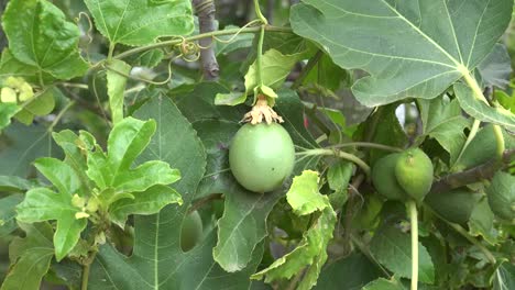 Chile-Redondo-Fruta-Verde-Acercar