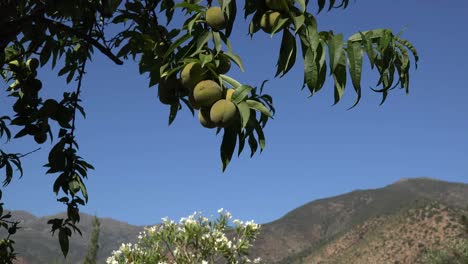 Chile-Acerca-A-Duraznos-Acercar