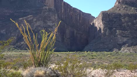 Texas-Big-Bend-Santa-Elena-Canyon-Und-Sonne-Auf-Ocotillo