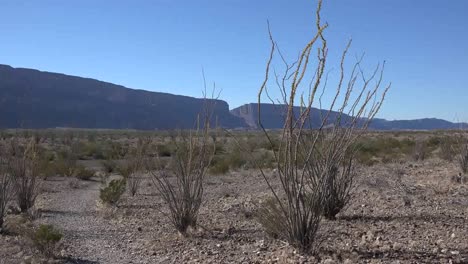 Texas-Big-Bend-Santa-Elena-Canyon-Zoom-To-Canyon-View-Through-Ocotillo