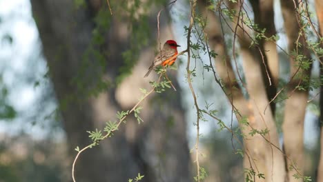 Texas-Big-Bend-Vermilion-Flycatcher-On-Leafy-Branch