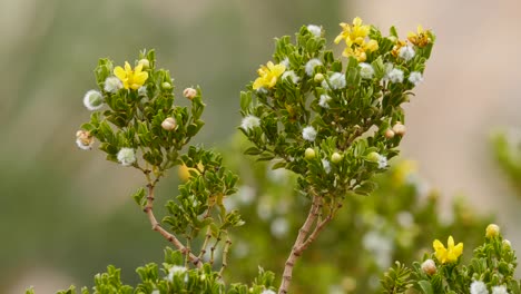 Texas-Big-Bend-Creosote-Bush-Detail