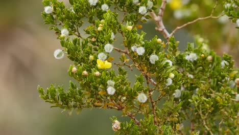 Texas-Big-Bend-Kreosotbuschblumen-Und-Samenkapseln