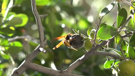 Texas-Big-Bend-Wespe-Kriecht-Auf-Obst