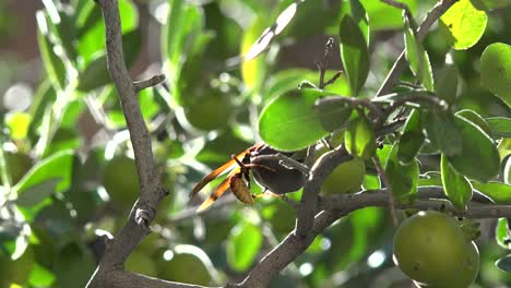 Texas-Big-Bend-Avispa-En-Fruta