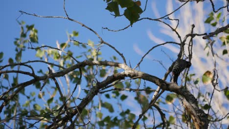 Texas-Big-Bend-Woodpecker-In-Tree