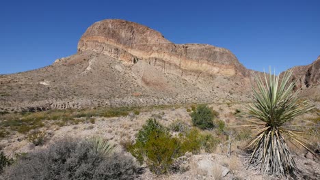 Texas-Big-Bend-Yucca-Und-Bergblick