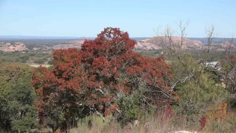 Texas-Encantada-Roca-Pasado-árbol-Muerto
