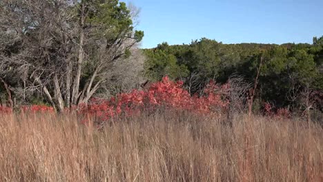 Texas-Hill-Country-Hierba-Seca-Y-Hojas-De-Zumaque-Rojo