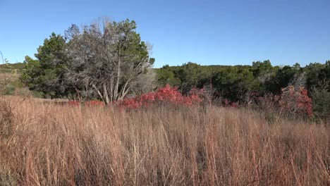 Texas-Hill-Country-Trockenes-Gras-Und-Rote-Sumachblätter