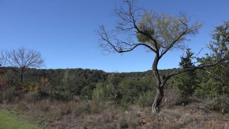 Texas-Hill-Country-Mistel-Auf-Baum