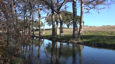 Corriente-Del-Country-De-La-Colina-De-Texas-Con-árboles-En-El-Banco-Y-Hojas-Muertas