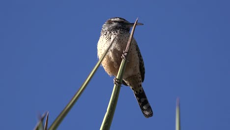 Texas-A-Lark-Bunting-Sits-On-A-Yucca-Leaf