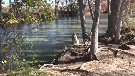 Texas-Medina-River-Zypressen-Stehen-Am-Ufer