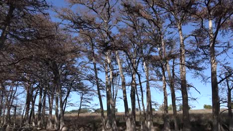 Texas-Medina-River-Bäume,-Die-Sich-Im-Wasser-Spiegeln,-Kippen-Nach-Oben