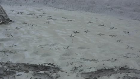 Texas-Bird-Footprints-In-Mud-Zoom-In