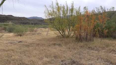 Texas-Grass-And-Turning-Leaves