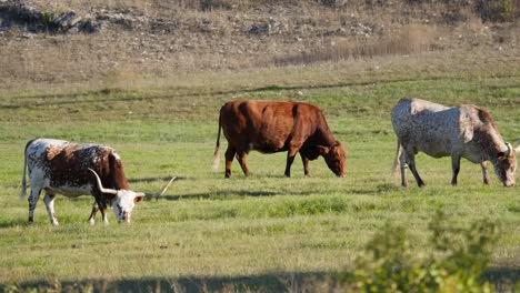 Texas-Longhorn-Pastoreo-De-Ganado