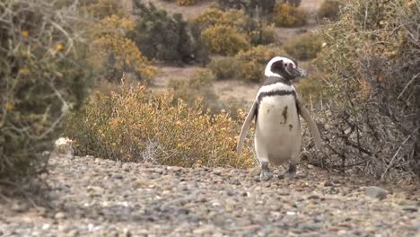 Argentinien-Magellan-Pinguin-Dreht-Vorbei-An-Strauch-Zoomt-Hinein