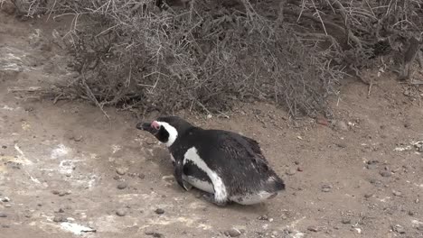 Pingüino-Argentino-Se-Acuesta-Y-Se-Levanta-Aleja