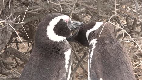 Argentinien-Pinguine,-Die-Sich-Pflegen,-Zoomt-Hinein