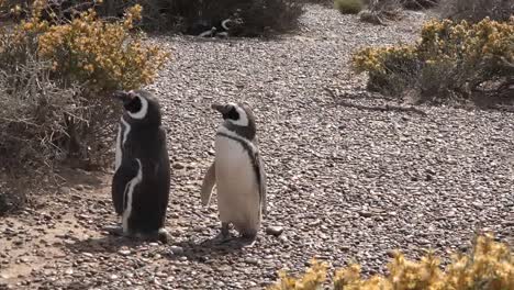 Argentina-Se-Acerca-A-Dos-Pingüinos