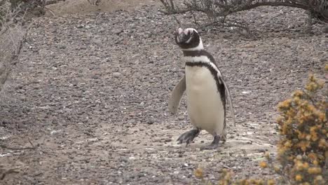 Argentine-Zooms-And-Pans-On-A-Penguin-Walking