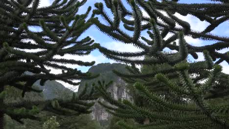 Chile-Monkey-Schotenbaum-Und-Felsen