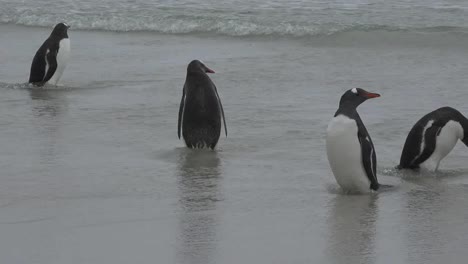 Falklands-Pans-And-Zooms-On-Gentoo-Penguins-In-The-Surf