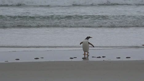 Falklands-Penguin-On-Beach-Zoom-In