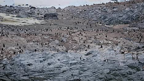 Antártida-Muchos-Pingüinos-En-Rocas