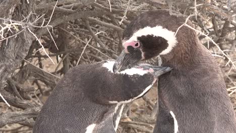 Argentina-Magellanic-Penguins-Groom-Each-Other