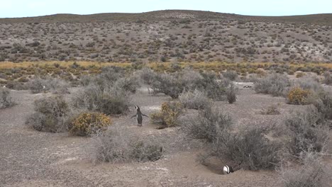 Argentinien-Punta-Tombo-Landschaft-Mit-Pinguinhöhlen