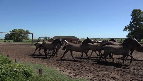 Argentina-Dog-Herds-Horses