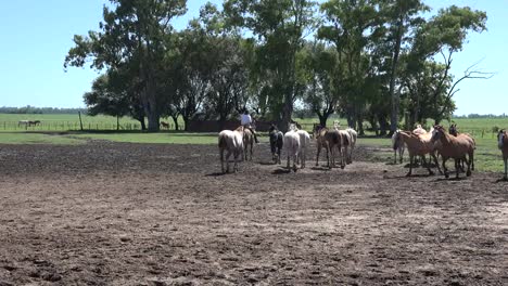 Argentina-Estancia-Caballos-Corriendo-A-Lo-Largo