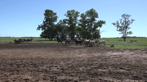 Argentinien-Estancia-Pferde-Laufen