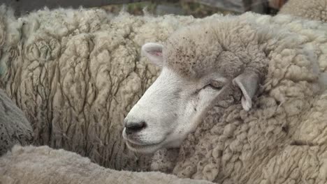 Argentina-Face-Of-A-Woolly-Sheep