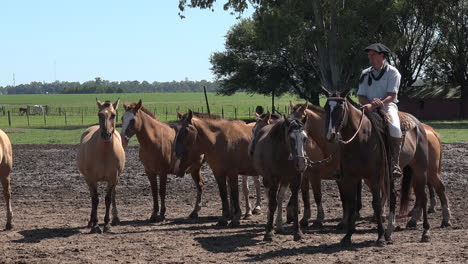 Argentina-Gaucho-And-Horses-Pans-And-Zooms