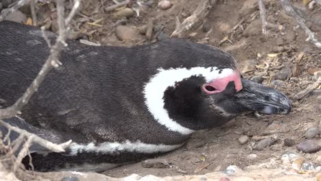 Argentina-Cabeza-De-Pingüino-Magallánico-En-Madriguera