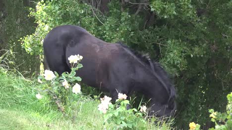 Argentina-Horse-Eats-Grass