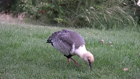 Argentinien-Ibis-Fütterung-Im-Gras