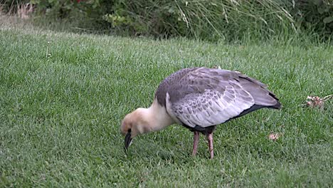 Argentina-Ibis-In-Grass